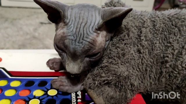 Сфинксы канадские. Котята. 5 и 7 месяцев. смотреть онлайн