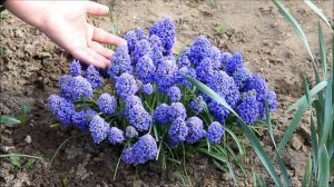 Мускари. Уход за растением. Особенности выращивания