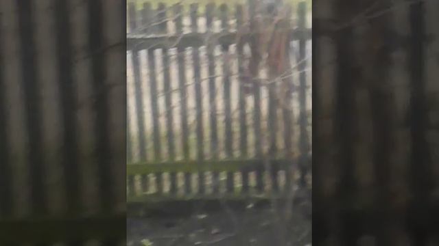 Извините за плохое качество. Пьяная алкашка поёт у меня на лавке!!!!!