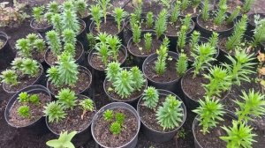 Выгонки лилии в сентябре.