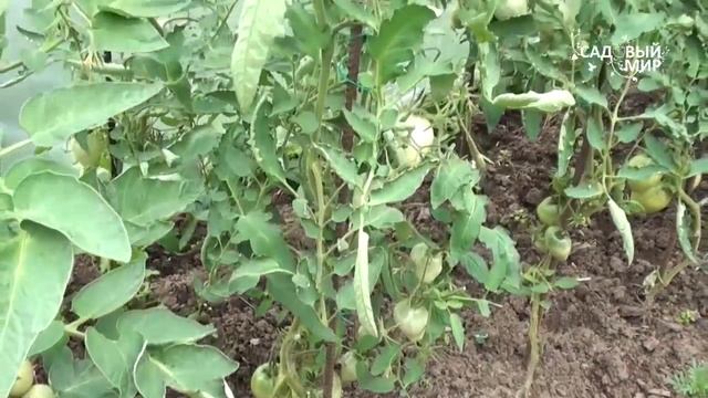 Выращиваем ранние томаты Опыт Светланы Калашниковой. Сайт "Садовый мир" смотреть онлайн