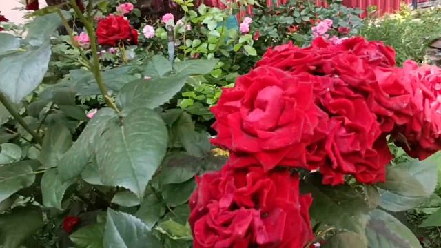 С 1 июля! Больше не буду заводить собак! Роза 