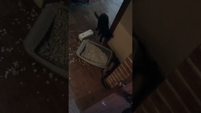 Баттон против Блайнда. Или новое видео о том, как хорек устроил погром в лотке кота. смотреть онлайн