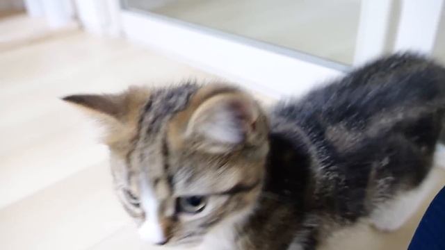 Little sister cat Lili is growing up fast as a foodie! смотреть онлайн