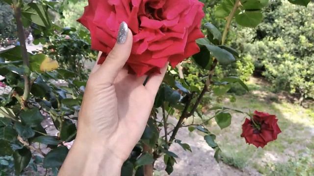 КРЫМ. Массандровский парк. Аллея роз. смотреть онлайн