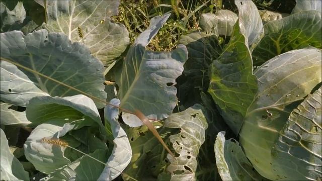 ГИГАНТСКАЯ ? капуста МЕГАТОН F1 смотреть онлайн