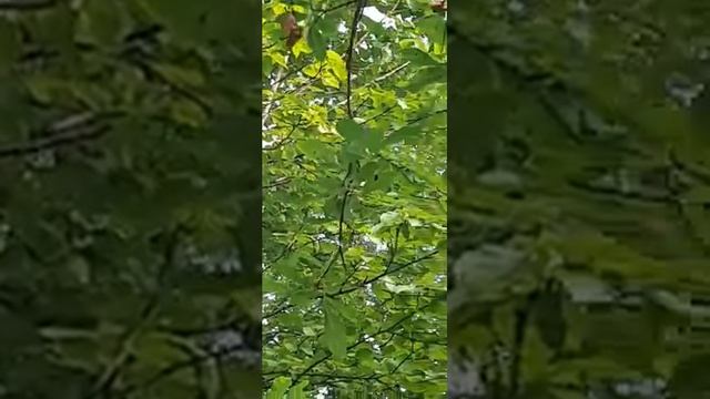 Как мать кукушка подбрасывает свои яйца птичкам, а кукушонок выбрасывает яйца из гнезда смотреть онлайн