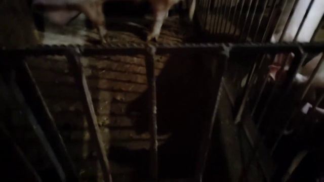 наконец то он это сделал,куры обижают курицу,яйцо в крови смотреть онлайн