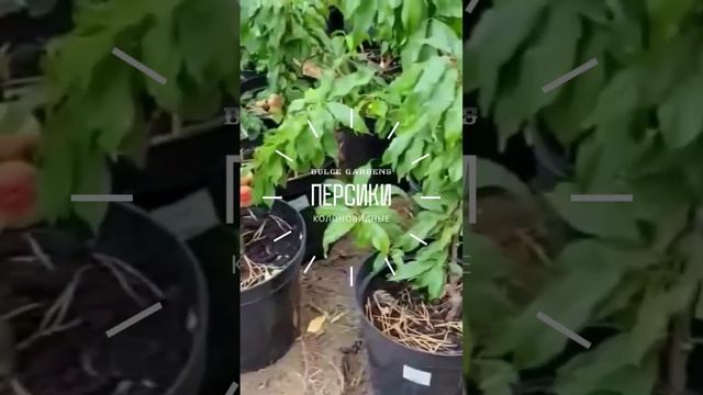 Колоновидные персики Ростов-на-Дону | Shorts | Dulce Gardens смотреть онлайн
