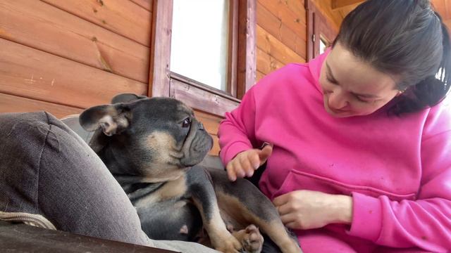 Весной будут такие шикарные щенки как никогда ! Буду оставлять себе точно ! смотреть онлайн