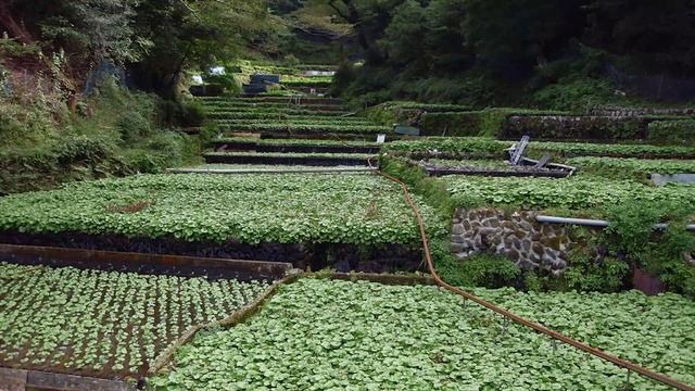 А вы знали, что Васаби не настоящий?