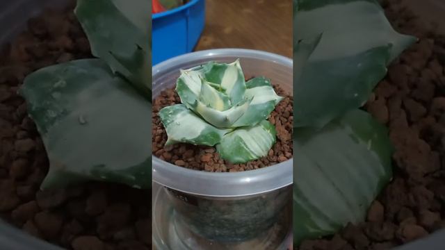 Agave Ohi Raijin repotted after mealybug treatment 😊 смотреть онлайн