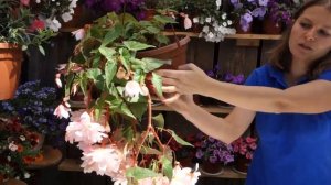 Бегония ампельная беллекония: как добиться шикарного цветения