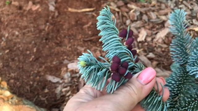 Пихта Процера Глаука Прострата/ Abies procera Glauca Prostrata смотреть онлайн