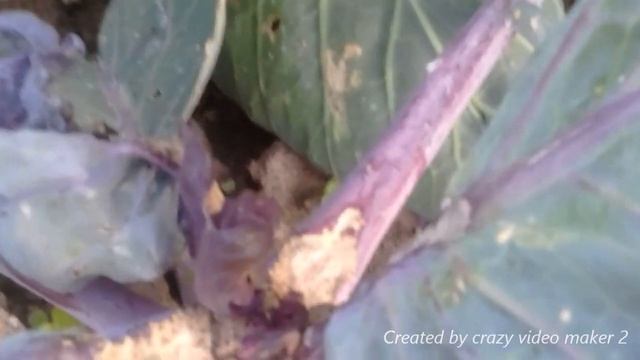 Как выглядит кила на капусте. смотреть онлайн