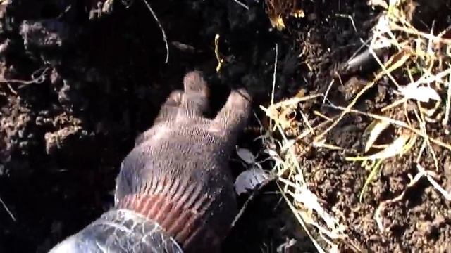 Высадка подвоя для розы(шиповника) смотреть онлайн