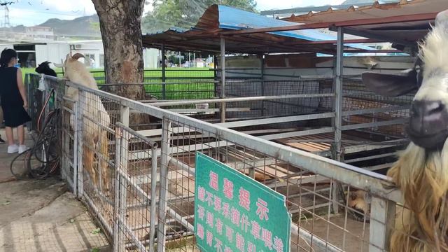 LONG PING STRAWBERRY🍓 AND GRAPE FARM🍇- BEST FRUIT PICKING AND ANIMAL 🐐PETTING IN HK смотреть онлайн