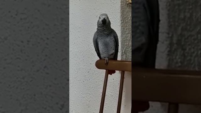 Зарабатывает картошечку... смотреть онлайн