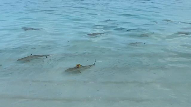 Мальдивы отель Фуравери, рифовые акулы Maldives Furaveri Рифовые акулы охраняют мальков