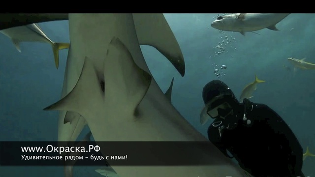 Безумство среди акул, не повторять! смотреть онлайн