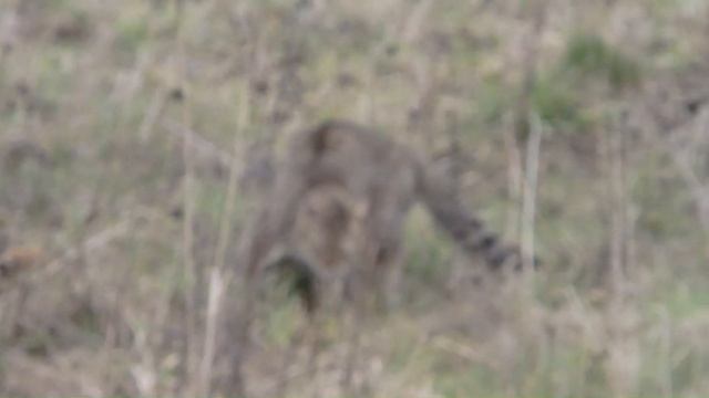 САМЫЙ БЫСТРЫЙ СПОСОБ ПОСТРОЙКИ ВОЛЬЕРА ДЛЯ КРОЛИКОВ смотреть онлайн