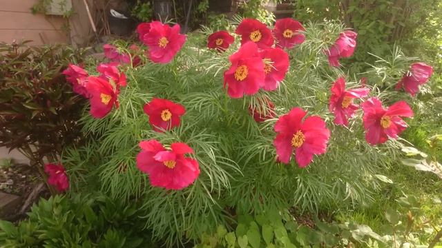 Paeonia EarlyBird смотреть онлайн
