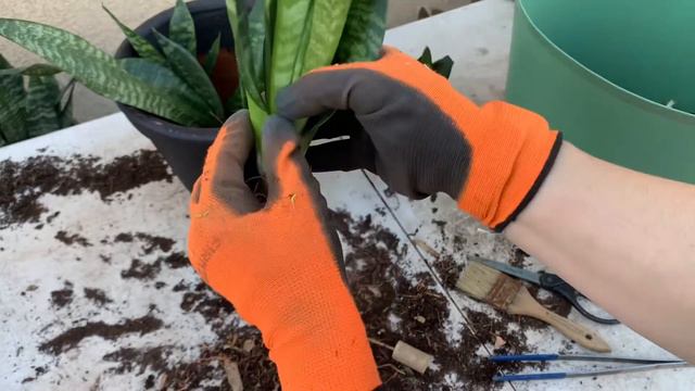 Can this plant be SAVED? Water damaged Sansevieria смотреть онлайн