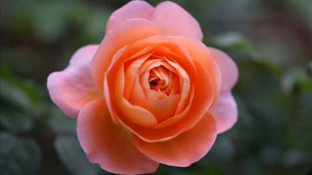 МИЛАЯ. смотреть онлайн