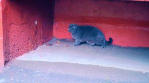 КАЖДЫЙ КОТИК НА УЛИЦЕ ТАКОЙ