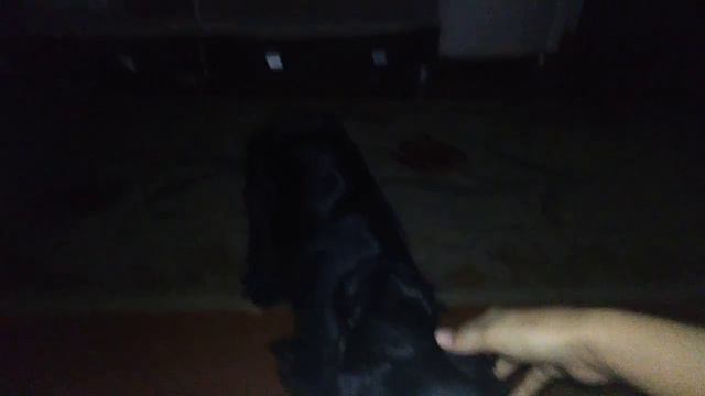 Вот ского я рисовала ОС)))_{моя собака} _