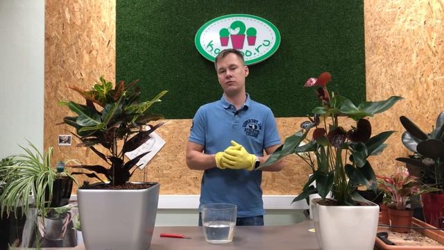 Антуриум заражен паутинным клещом смотреть онлайн