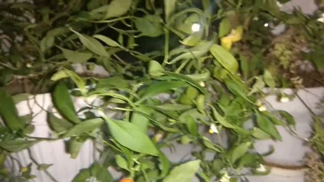 Цветение Паслена комнатного смотреть онлайн