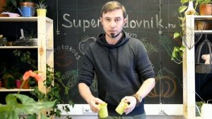 Выбираем горшки для рассады какие лучше