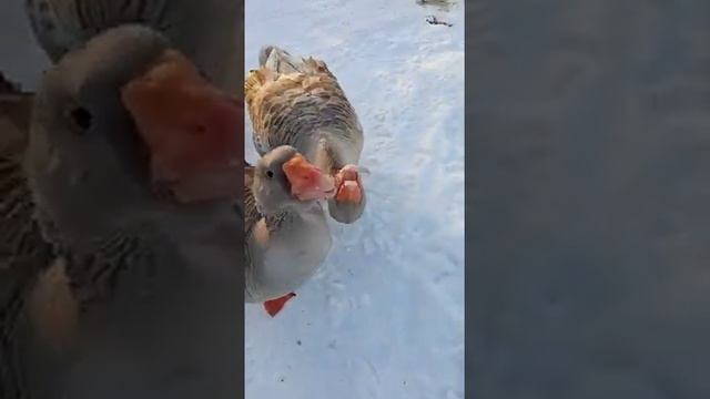 Горьковские бойцовые гуси??? смотреть онлайн