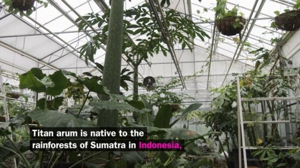 The world's smelliest plant: Titan arum