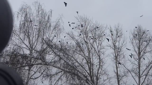 Январский рейд (ч.1, вьюжный) смотреть онлайн