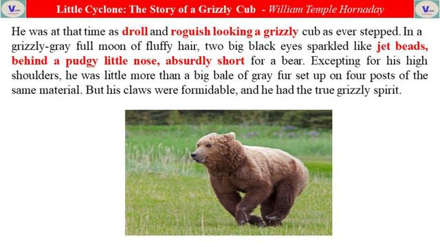Little Cyclone - The Story of a Grizzly Cub(Tamil) - 9th standard смотреть онлайн