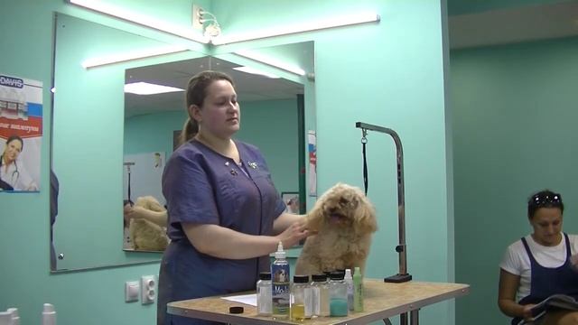 Мастер класс по грумингу в Орле смотреть онлайн