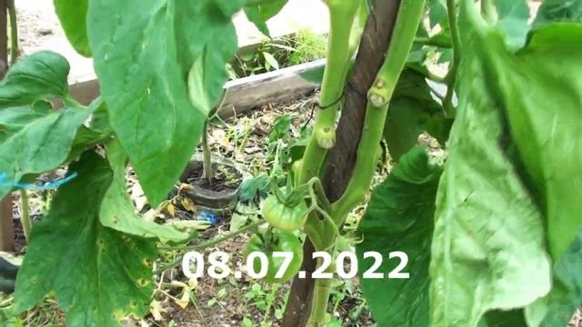 Томат Дитя Джулии розово плодный крупный, но малоурожайный посредственный смотреть онлайн
