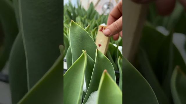 Тюльпан в снегу ❄️ полив снегом смотреть онлайн