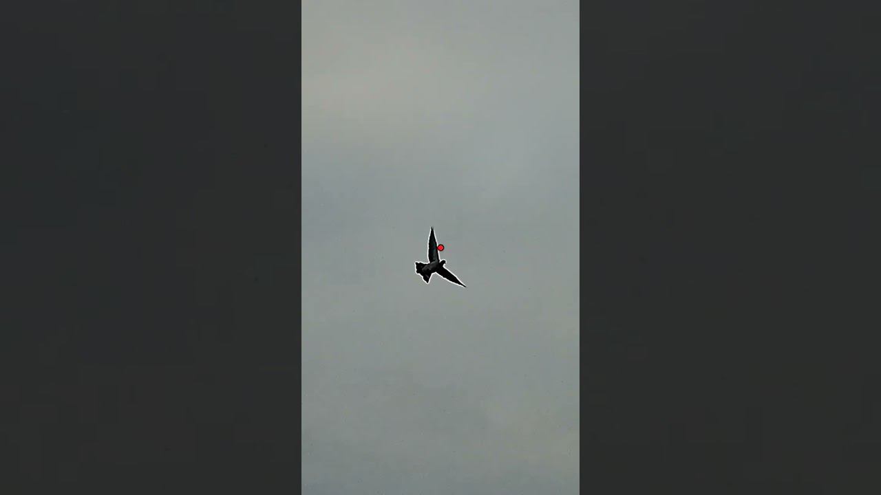 Выстрел по вяхирю снятый на шоткам смотреть онлайн