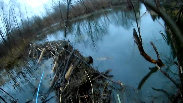 Охота на бобра с ружьем