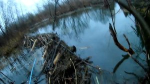 Охота на бобра с ружьем