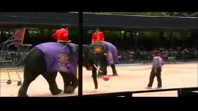 Шоу слонов в Паттайе, Таиланд, 2012 смотреть онлайн