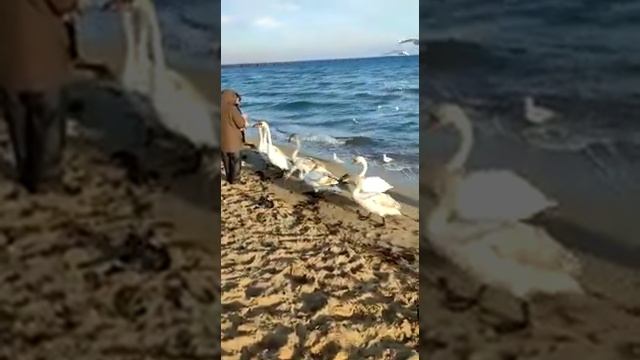 Лебедь - морская птица? Лебеди на берегу моря смотреть онлайн