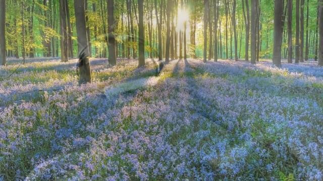СЕМЬ ХРУСТАЛЬНЫХ КАПЕЛЬ ... смотреть онлайн