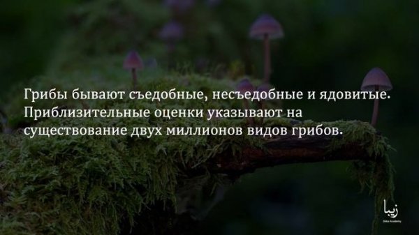 Всё о Грибах | Science by Zeba Academy