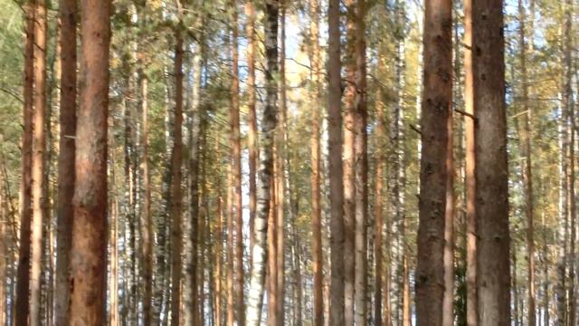 Дятел в лесу смотреть онлайн