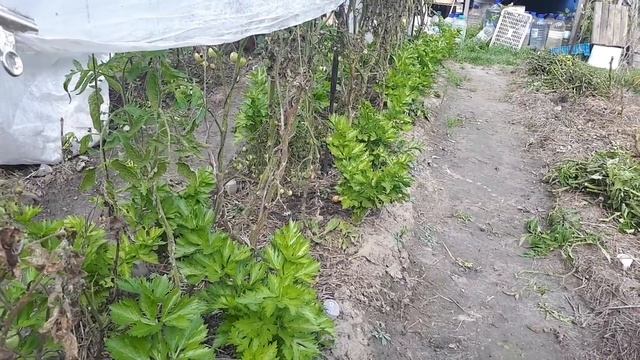 Правильные сидераты для осени. Инструкция по овсу смотреть онлайн