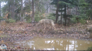 Волки воют на камеру. Волк с раненной лапой. Волки на камеру